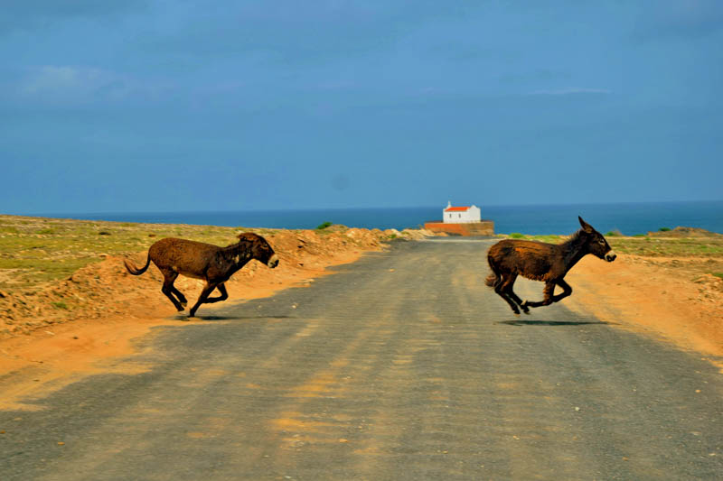 Foto %C4%8D.6 Divoc%C3%AD osli p%C5%99ed kapli%C4%8Dkou Nossa Senhora de F%C3%A1tima na ostrov%C4%9B Boa Vista