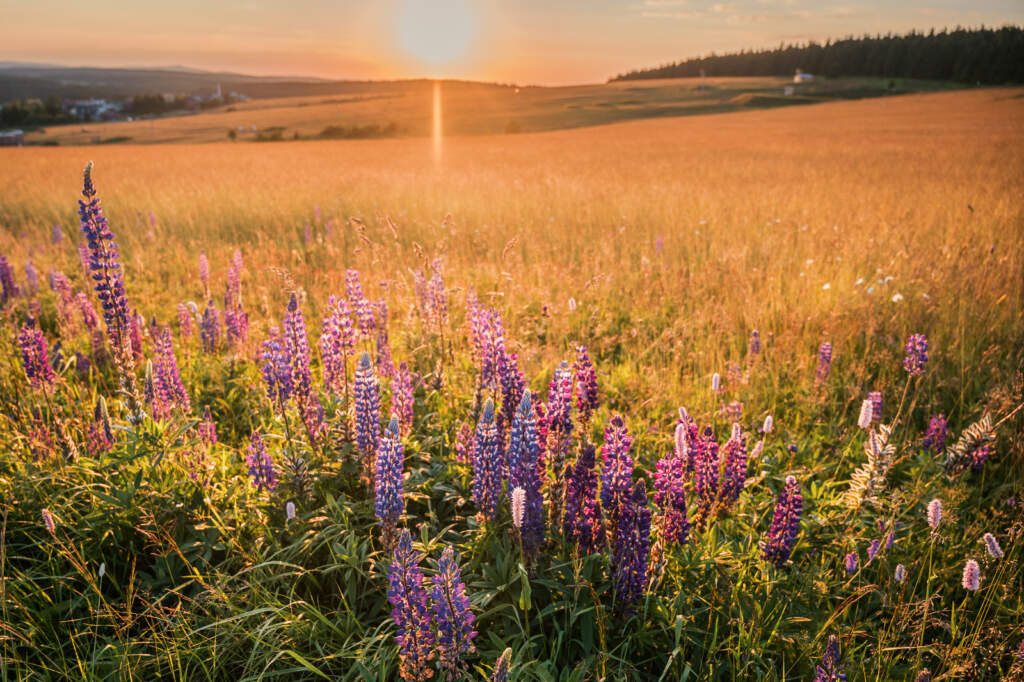 Sunset at Boží Dar, Ore Mountains guide