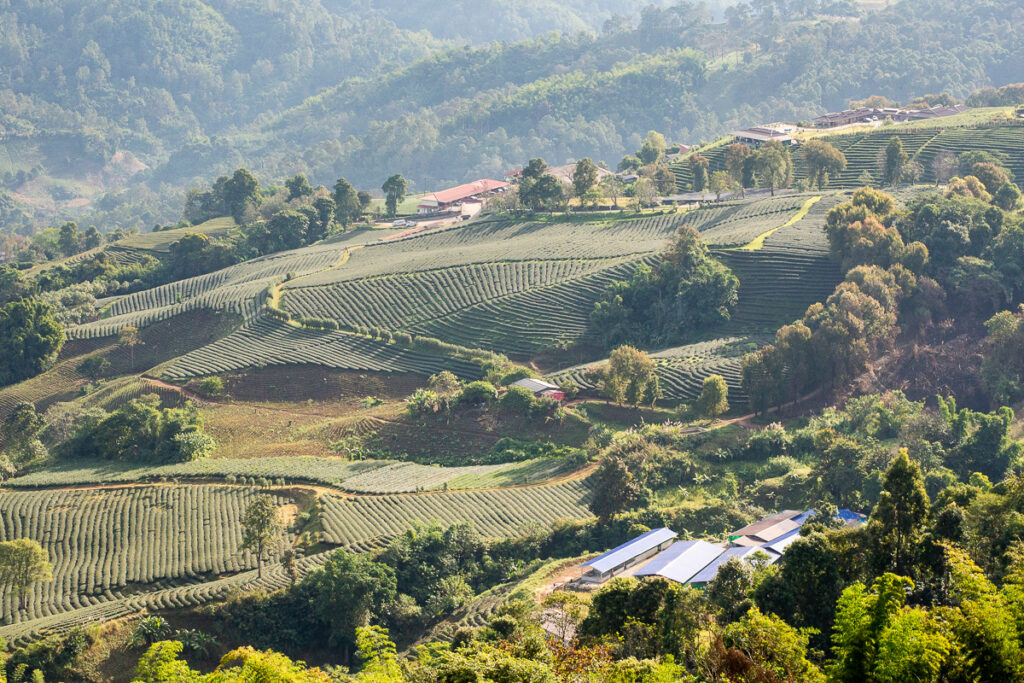 101 Tea Plantation, Doi Mae Salong, Thailand