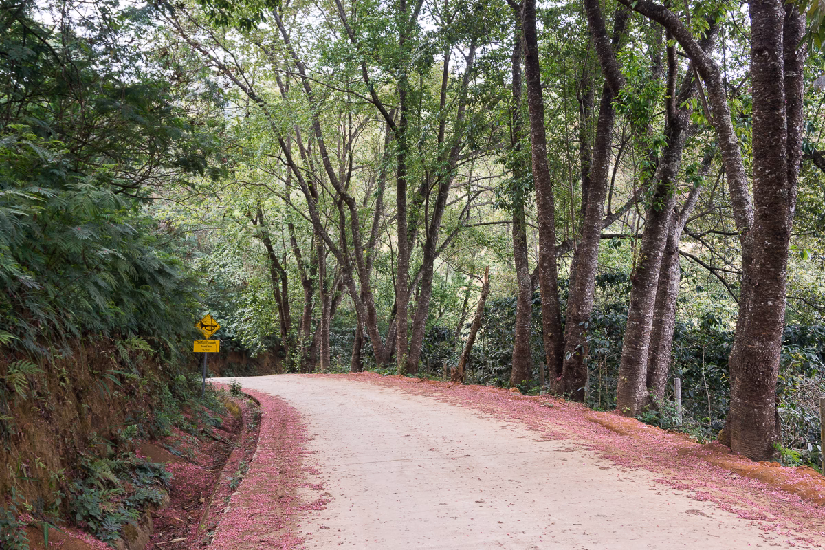 Cherry blossom avenue, Doi Suthep – motorcycle day trip from Chiang Mai