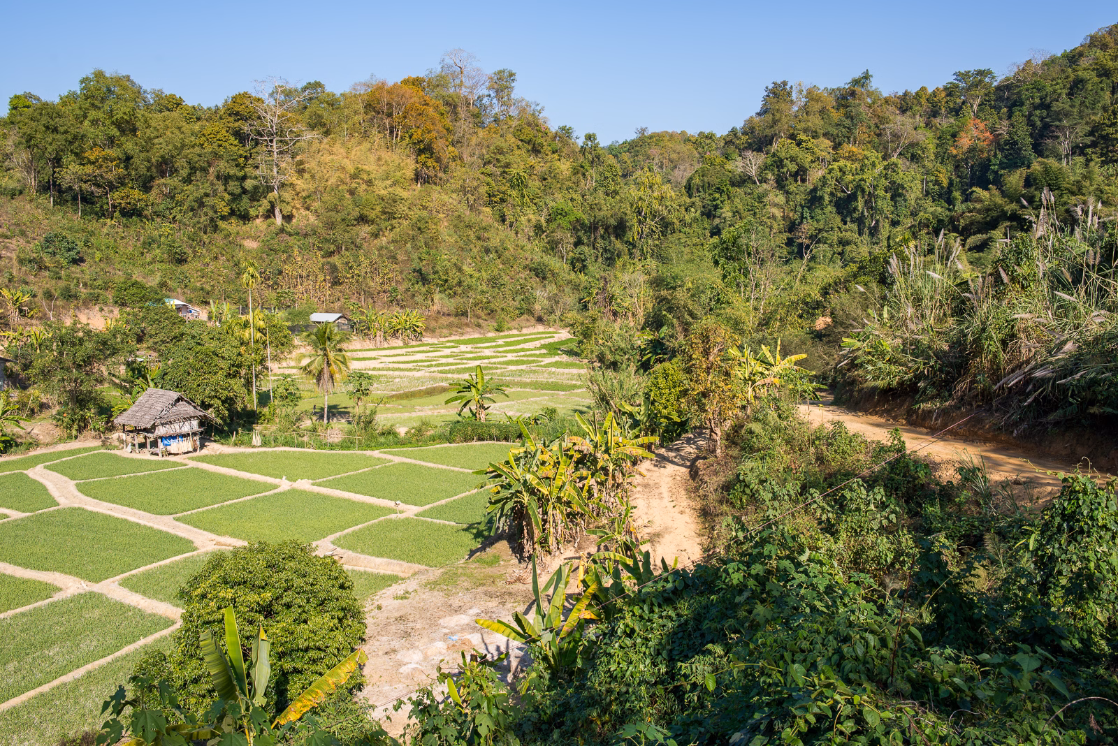 Rice paddies near Pai, northern Thailand travel guide