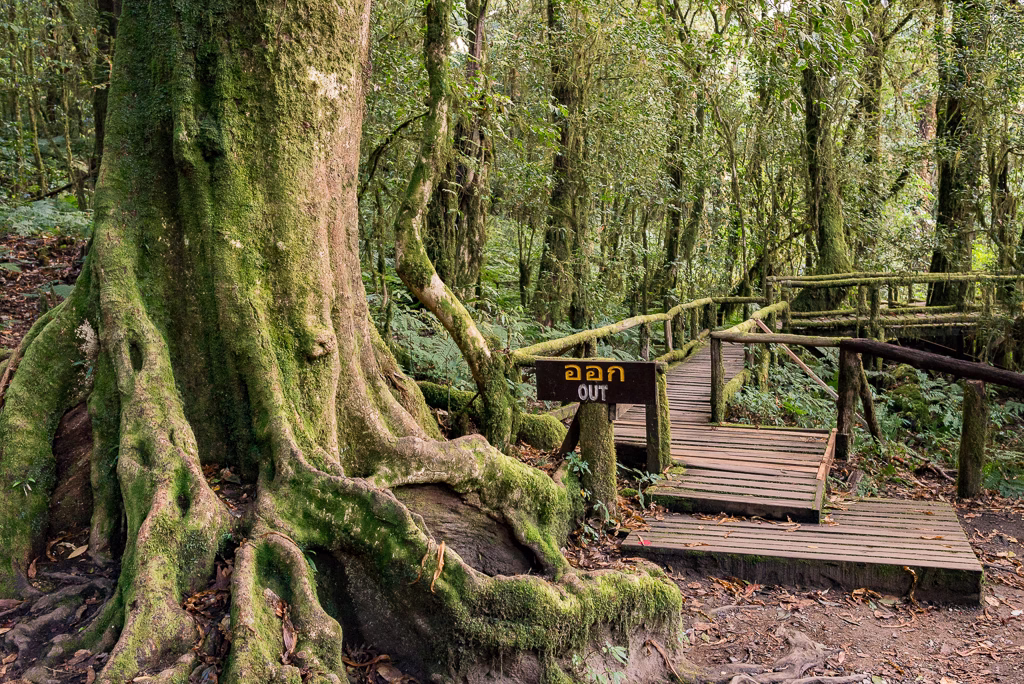 Nebelwald am Doi Inthanon, Nordthailand