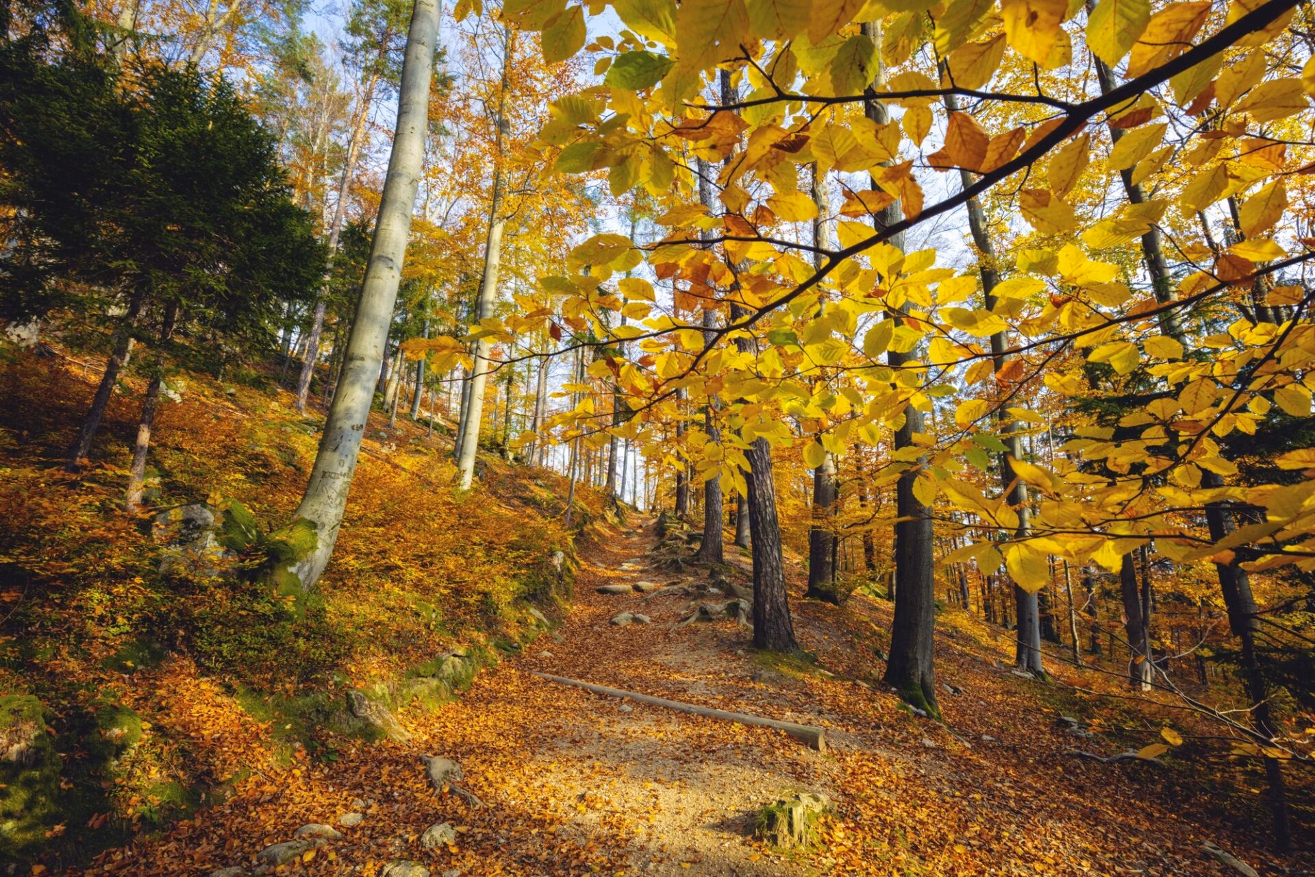 Autumn forest trail in Karkonosze National Park near Chojnik Castle