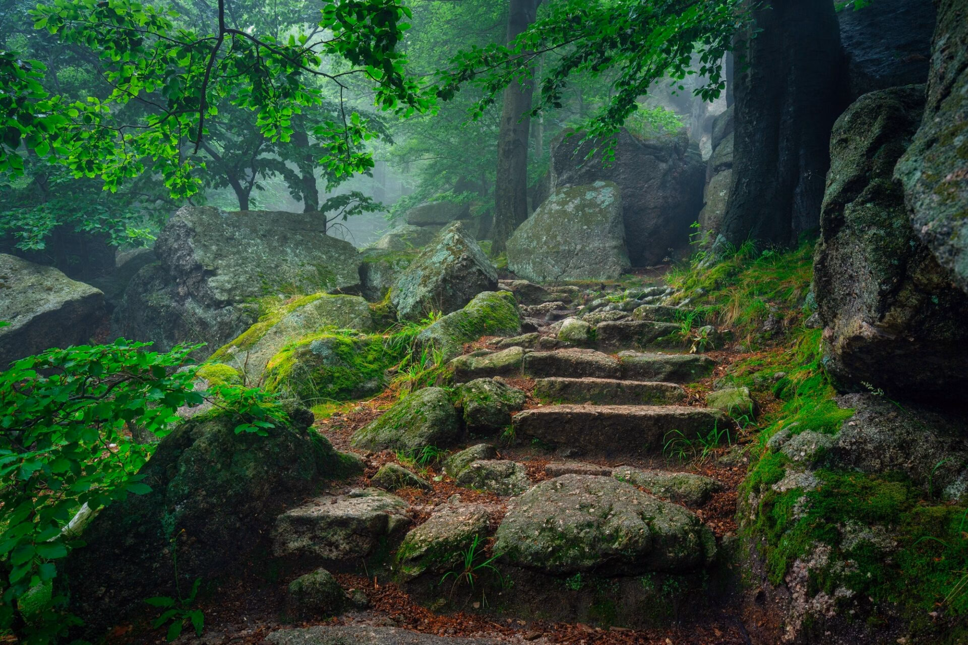 Stone steps covered in moss in a misty forest – the trail to Chojnik Castle in the Karkonosze