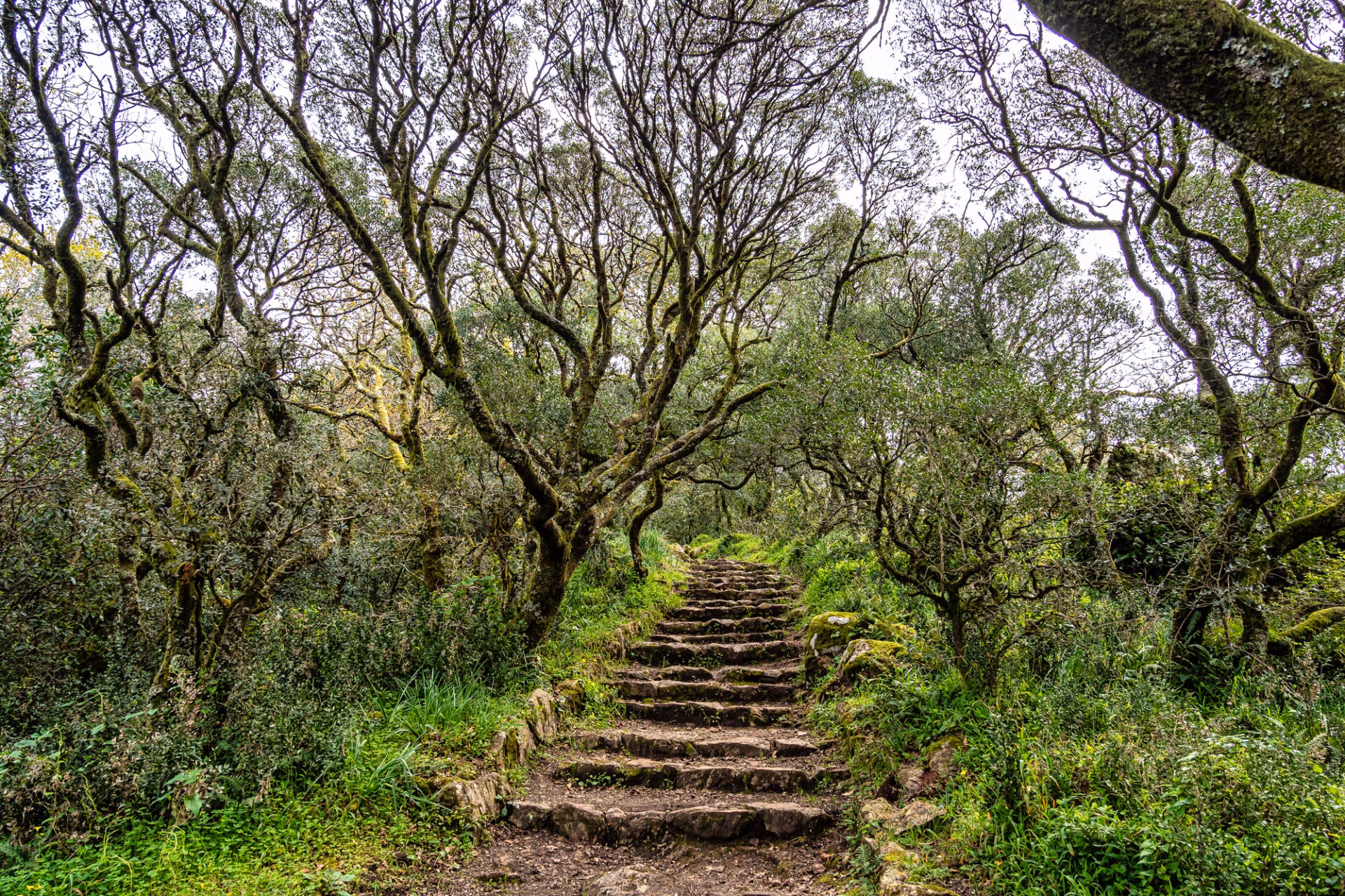 The ancient Mata Nacional do Buçaco forest with steps between towering trees near Coimbra