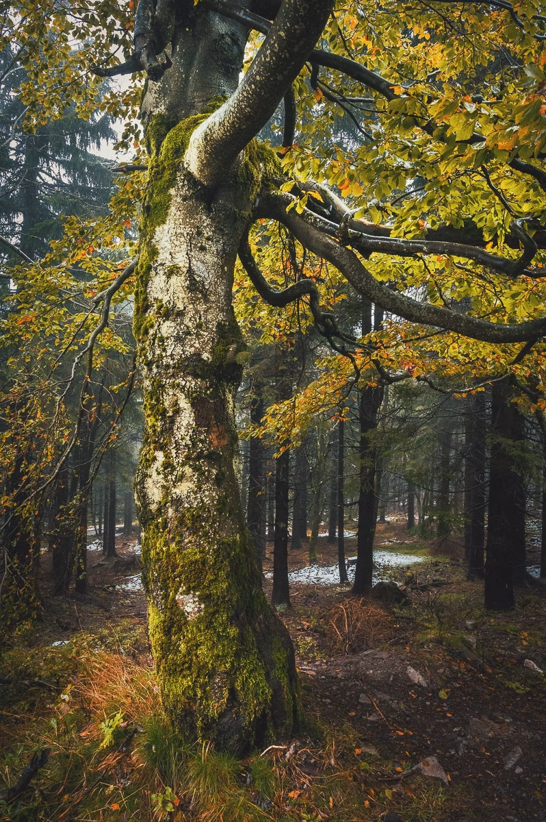 Massive moss-covered beech tree in an autumn forest in the Orlické Mountains