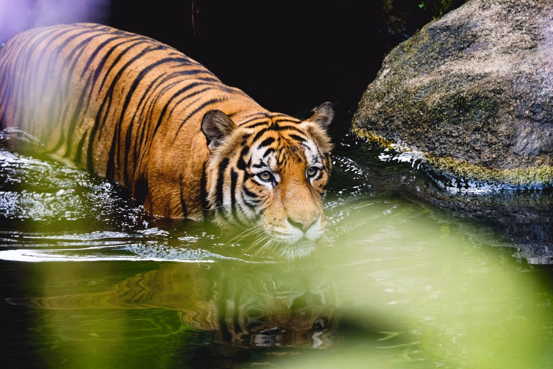 Tiger in a water enclosure at the zoo