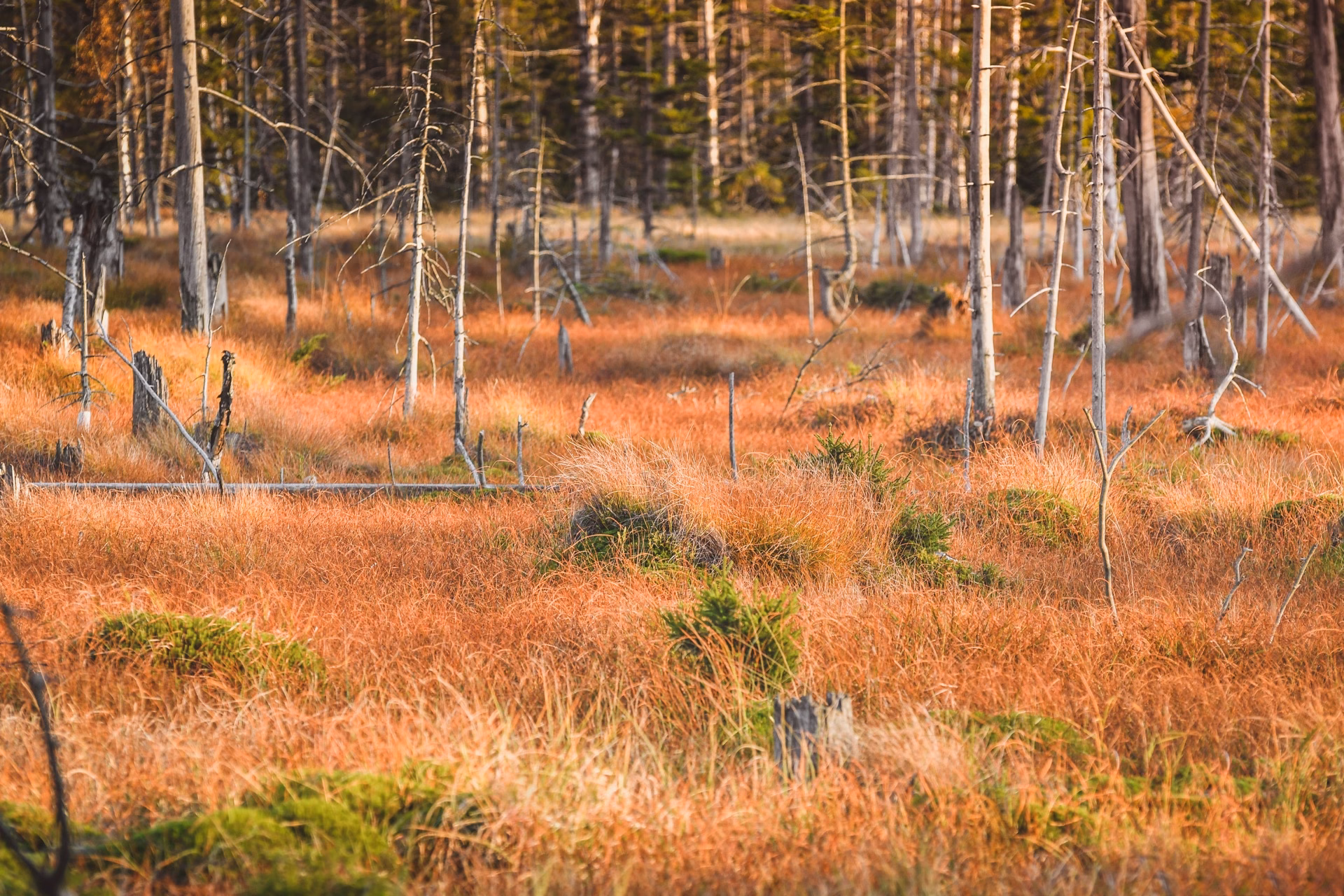 Torfowisko pod Zieleńcem peat bog with colourful grass and low pines